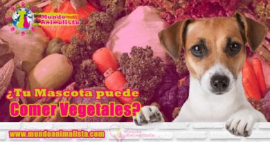 Comida saludable, mascotas,