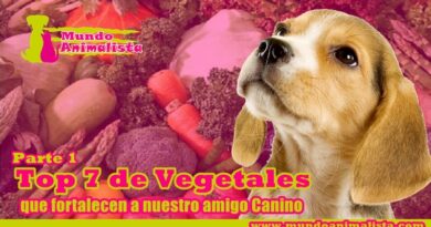 Vegetales que favorecen a nuestro amigo canino